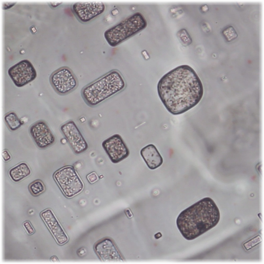 Halobacterium salinarum